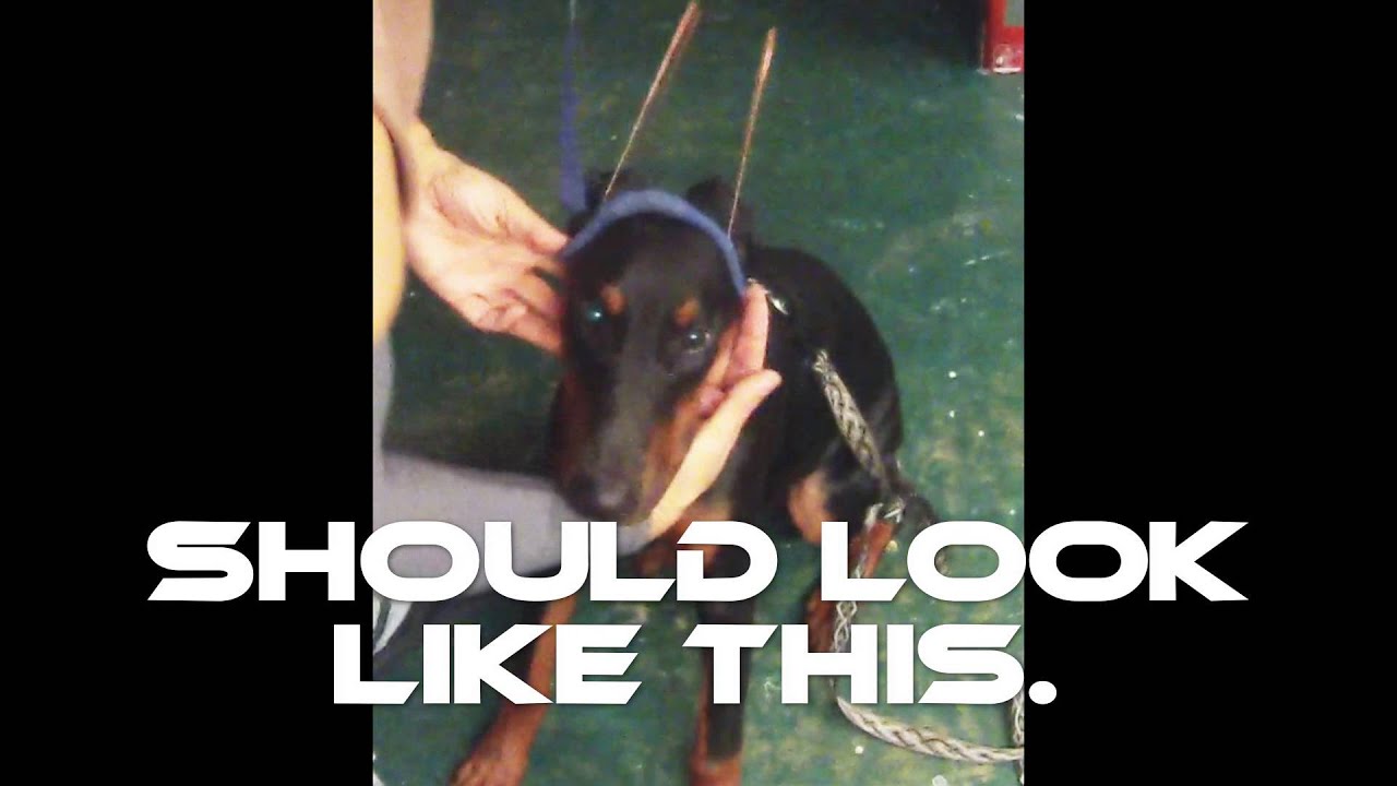 Doberman ear crop training tool to tampons YouTube