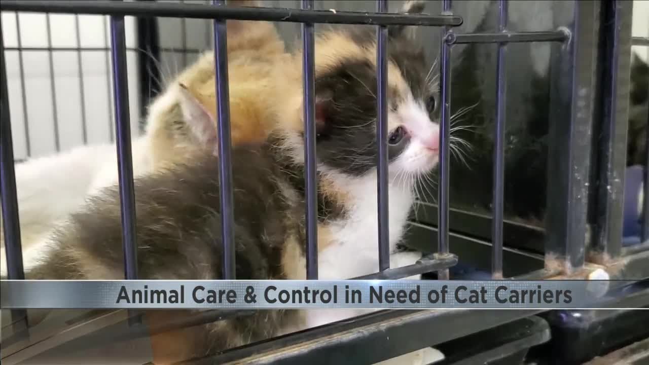Kitten overload Fort Wayne Animal Care and Control seeking carriers