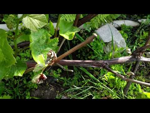 Живучесть винограда кишмиш Юпитер (селекция США) после заморозков.