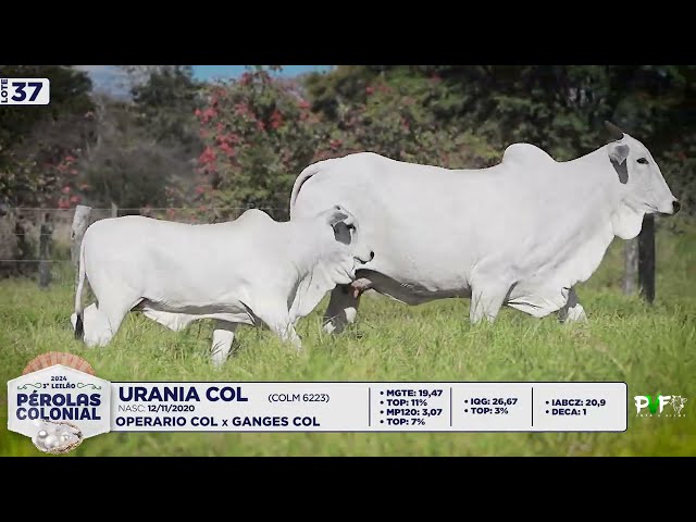 LOTE 37   COLM6223   URANIA COL