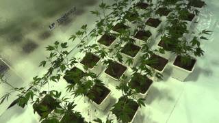 Shed Grow 1 - OG Kush - Part 2