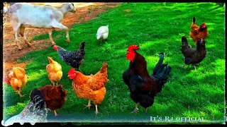 Download Lagu The Amazing chicken | Animals Video | Cock eating | pet video | it's Rj official MP3