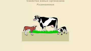 Основные признаки живого