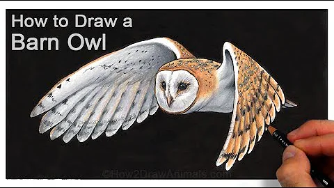 How to Draw a Barn Owl Flying