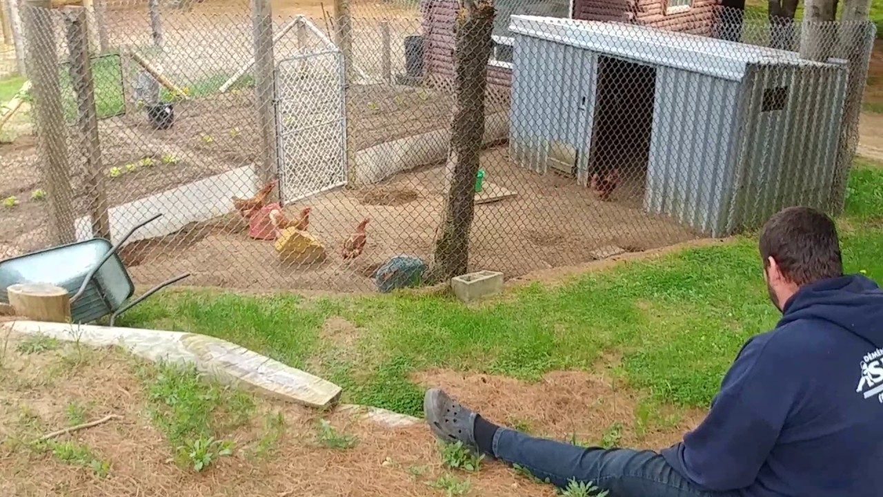 Comment faire peur à des poules