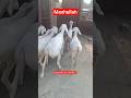 Turkey dumba #shorts #dumbafarming #youtubeshorts #shortvideo #subscribemychannel #animals #viral