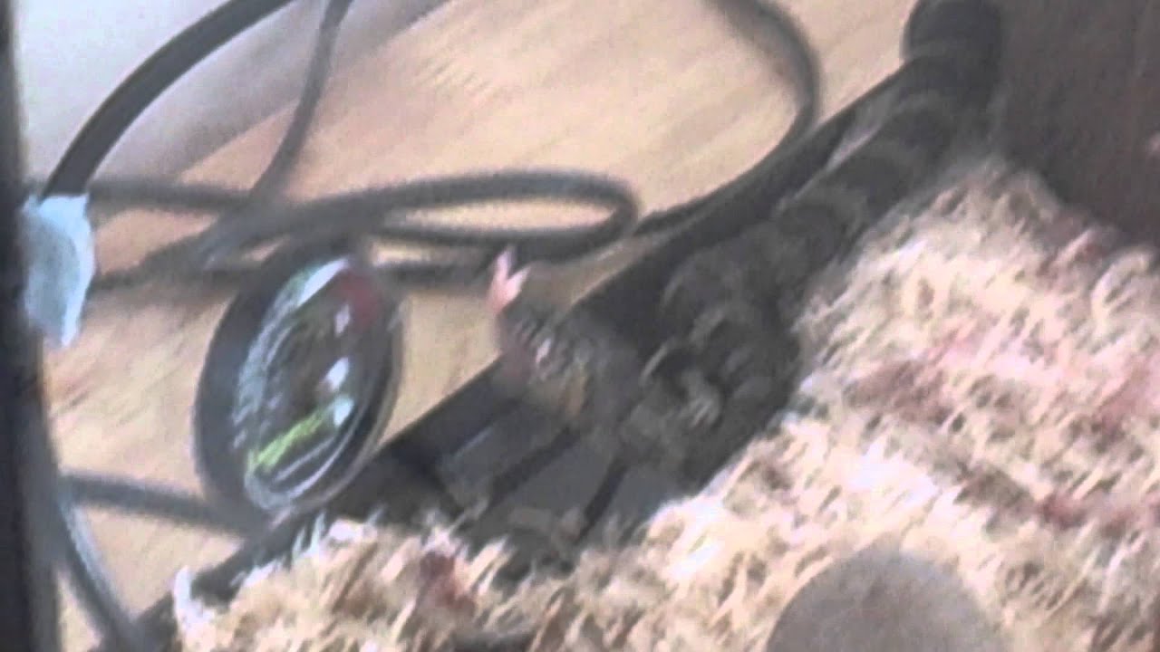 camera iphone 8 plus apk Russian Rat Snake