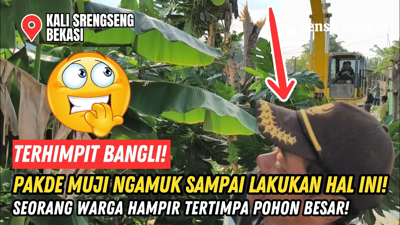TERHIMPIT BANGLI❗EXCAVATOR PAKDE MUJI NGAMUK SAMPAI LAKUKAN HAL INI❗ROBOHKAN POHON DAN GASAK BETON❗
