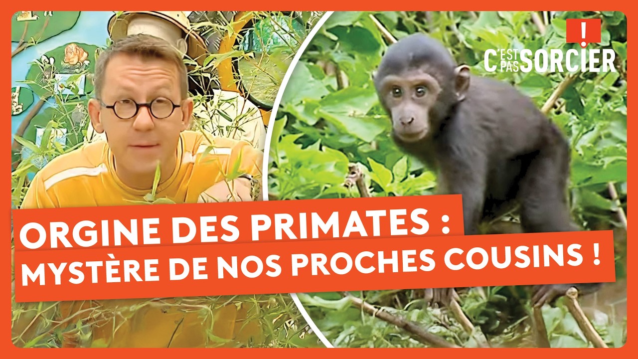 Orgine des Primates : Le Mystère de Nos Proches Cousins ! - C'est pas sorcier