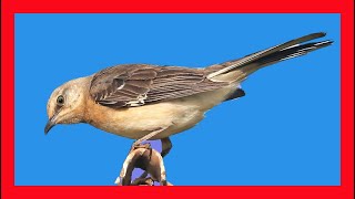 Northern Mockingbird Call Song! Northern Mockingbir Chirp! - Sinsonte Canto - Mimus Polyglottos