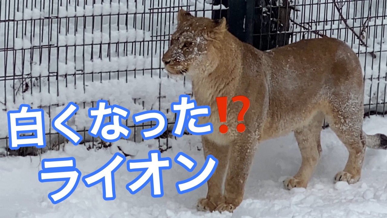 Completely white lion! What does a tiger in heat sound like? Orito