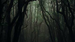 【Katy133】 Forest Theme Cover | The Path
