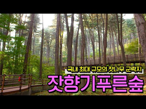 [풍경과 클래식] 128. 잣나무 숲에서 만끽하는 피톤치드, 잣향기푸른숲