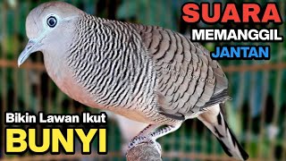 Download Lagu Perkutut Lokal Gacor RAJA PIKAT Ahlinya Bikin Semua Burung Perkutut Gacor Nyaut. MP3
