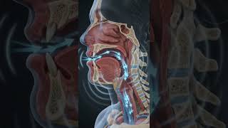 why do we snore! 😴😴 #trending #viral #facts #youtubeshorts #trendingshorts