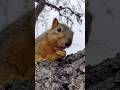 Casual Friday with Squirrel Baby Mini #animals #friends #model #pose #super #star #paid #actor #lol