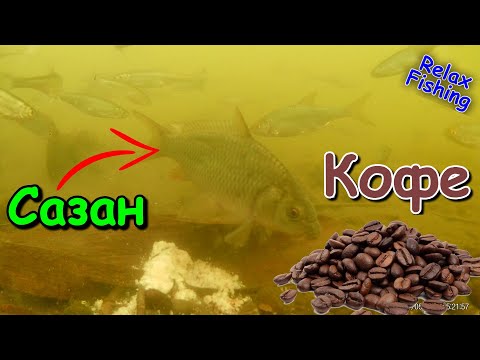 🐟 Реакция рыбы на КОФЕ. Подводные съемки рыбалки. Кофейная отработка для карпа/сазана/леща/карася.