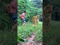 meet fight tiger legend #tiger #lionhunters #wildlife #nature #animal #forest #preytrestv