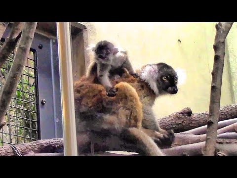 camera iphone 8 plus apk クロキツネザルの赤ちゃん（上野動物園）Baby Black lemur