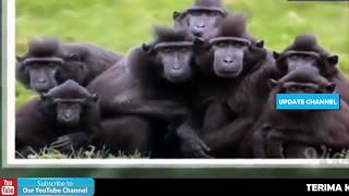 Viral On Socmed  On The Spot Trans 7 Terbaru 26 Januari 2018