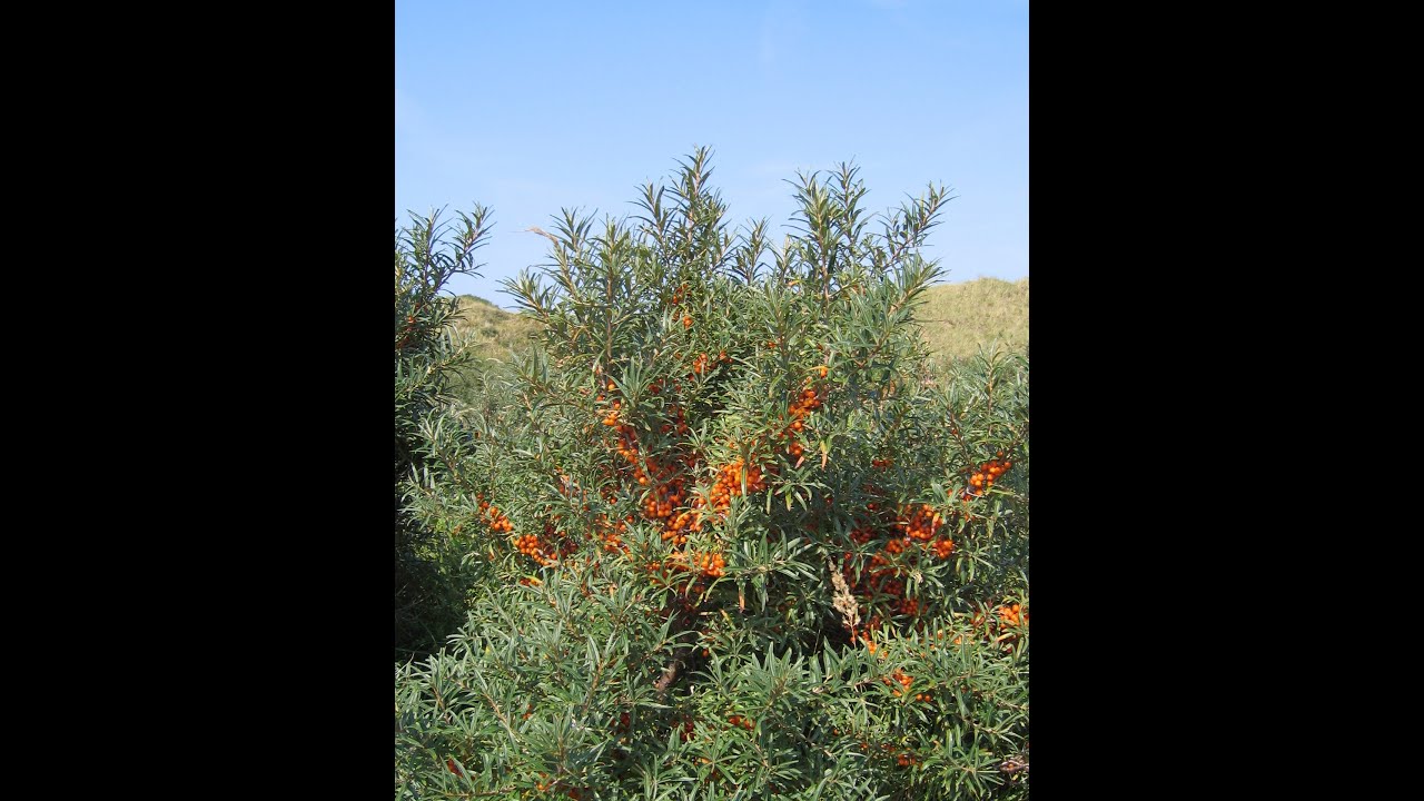 SEA BUCKTHORN & BIOSASH at a glance