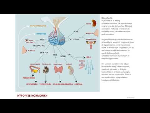 Video: Risikoen Ved At Overse Diagnosen Sekretion Af Hypofyse Adenomer