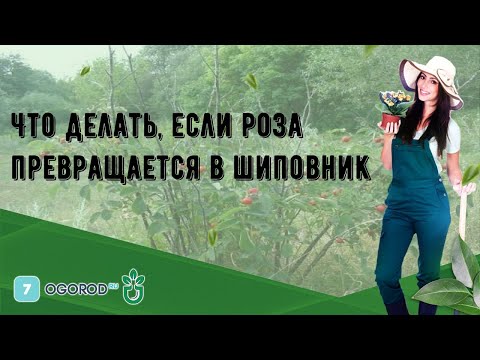 Что делать, если роза превращается в шиповник