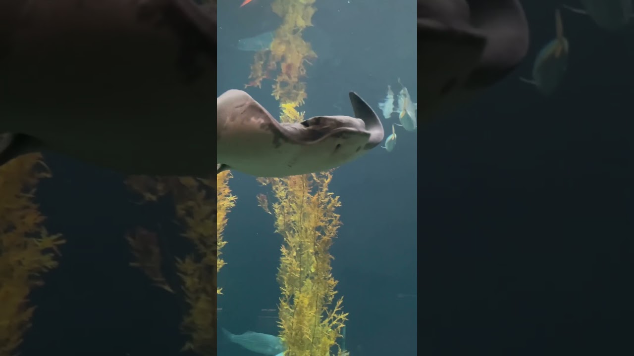 Stingray that Swims like it's Flying! 😁