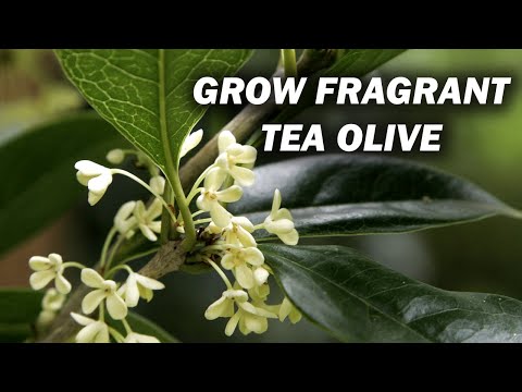 Video: Osmanthus Tea Chăm sóc Ô liu - Mẹo Trồng Cây Osmanthus