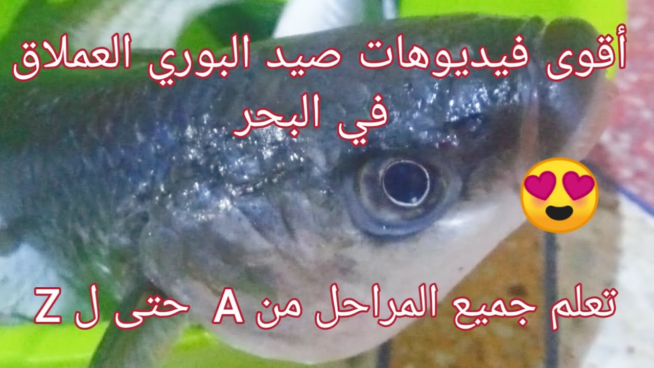 فيديو_نادر_فيديو_شامل_لجميع_مراحل_صيد_البوري_العملاق😍🤗💯 salmonetes_pêche au mulet_mullet fishing