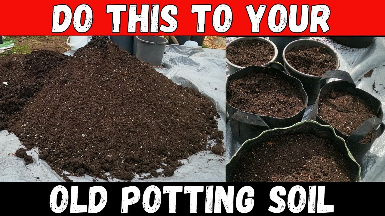 Do this to Your Old Potting Mix and Save Money: Top Secrets! - YouTube