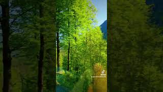 Поездка поездом в лесу Франция 🇫🇷 2026 #france #travel #jura