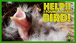 What To Do If You Find A Baby Bird In The Wild