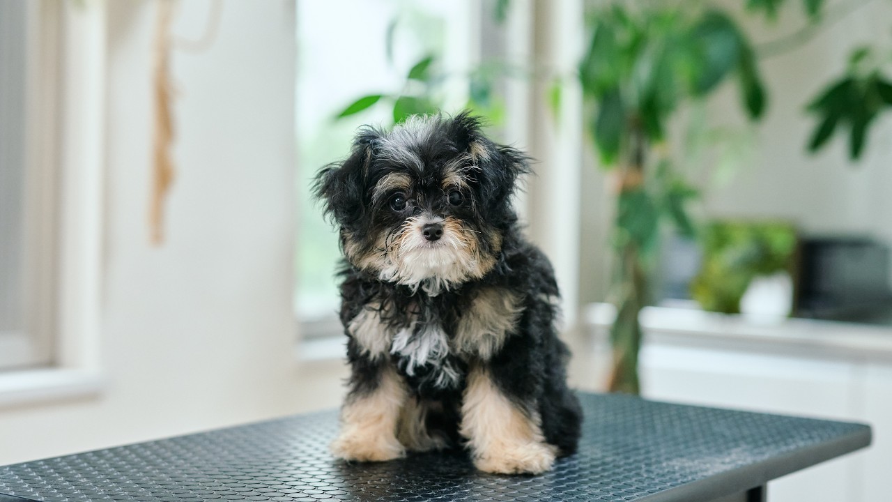 可愛すぎる！元気いっぱいなチワプーの子犬が初トリミングに挑戦！