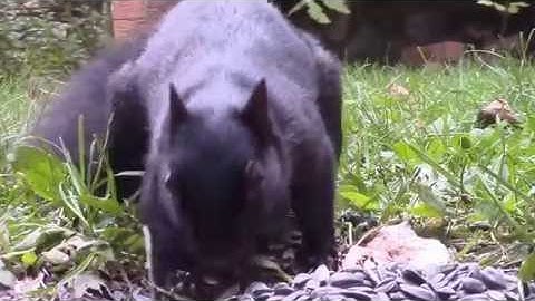 Audio Visual Catnip- October Of 2016