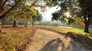 [4K] i walked around the Melbourne city parklands in autumn