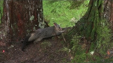 Possum pest feeds thriving fur industry in New Zealand