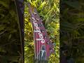 Jackson USA KV7 Corey Beaulieu #tiktok #viral #tiktoker  #music @Jackson Guitars #youtube #short #yt