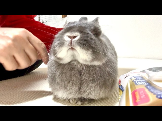 里親うさぎが超さみしがりやになりました【No.991】 - YouTube