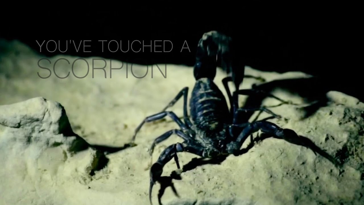 you've touched a scorpion [penny dreadful : vanessa & dracula]