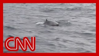 Japan resumes commercial whaling amid backlash