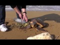 Malta - Turtle rescue at Imgiebah Bay