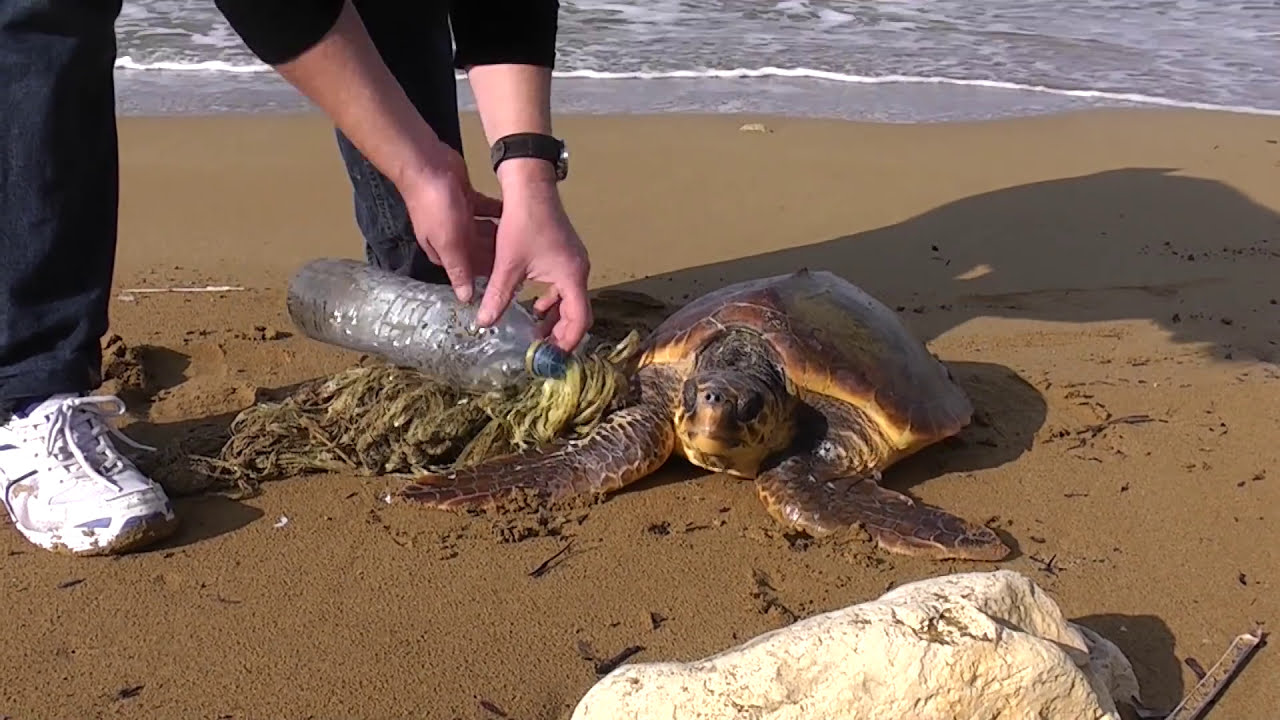 Malta - Turtle rescue at Imgiebah Bay - YouTube