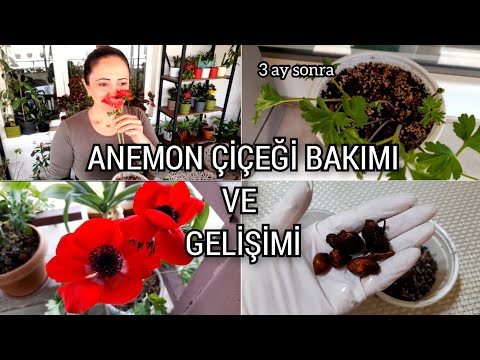 Video: Çiçək Aranjimanı Yarpaqlar: Yarpaqlarla Çiçək Aranjimanı Yaratmaq