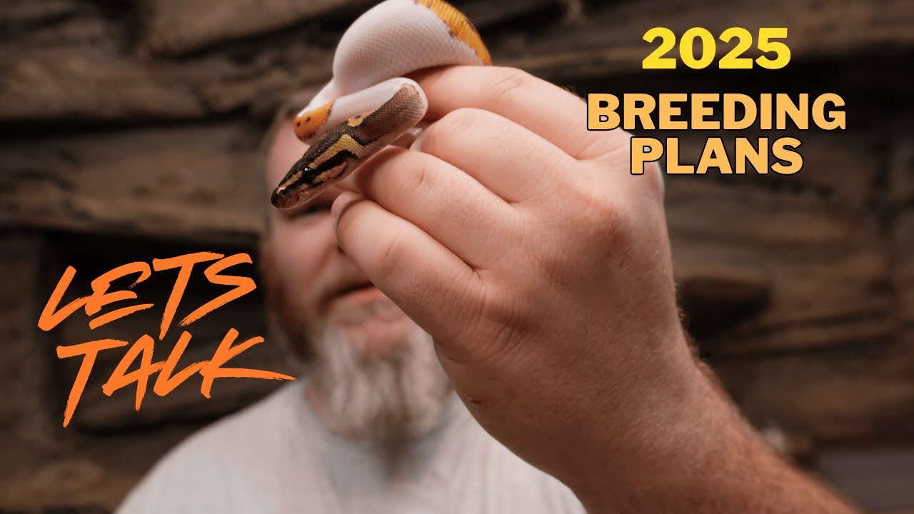 First Look at My 2025 Ball Python Breeding Plans – Don’t Miss This ...