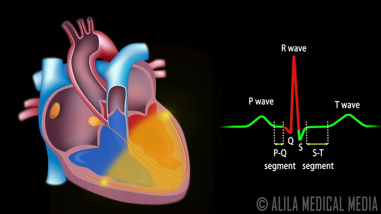 form action คือ  2022 Update  Cardiac Conduction System and Understanding ECG, Animation.