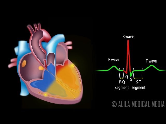 Cardiac Conduction System and Understanding ECG, Animation. class=