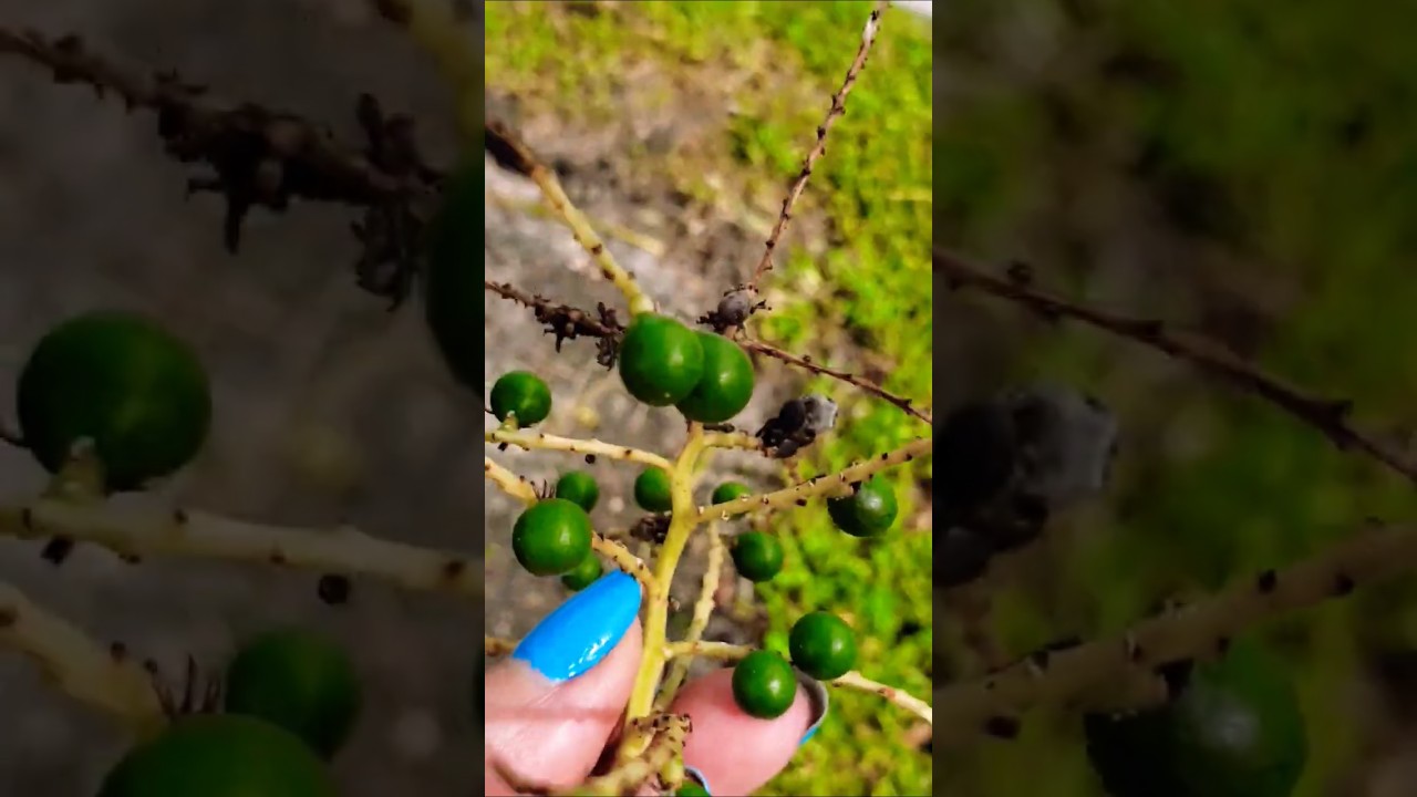 Tuesday Tree: SWAMP PALMETTO unripe fruit,  Nature Walk w Us, South Florida!, 