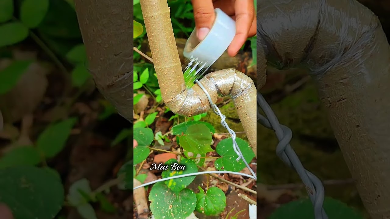 How to Bend a Branch Without Breaking It! 🌳