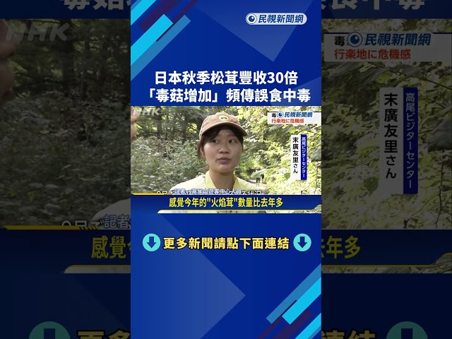 日本秋季松茸豐收"比去年多30倍" 誤食毒菇事件頻傳－民視新聞